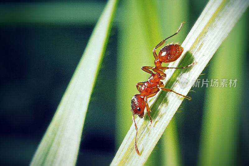 Myrmica rubra Formicidae Common Red Ant Insect